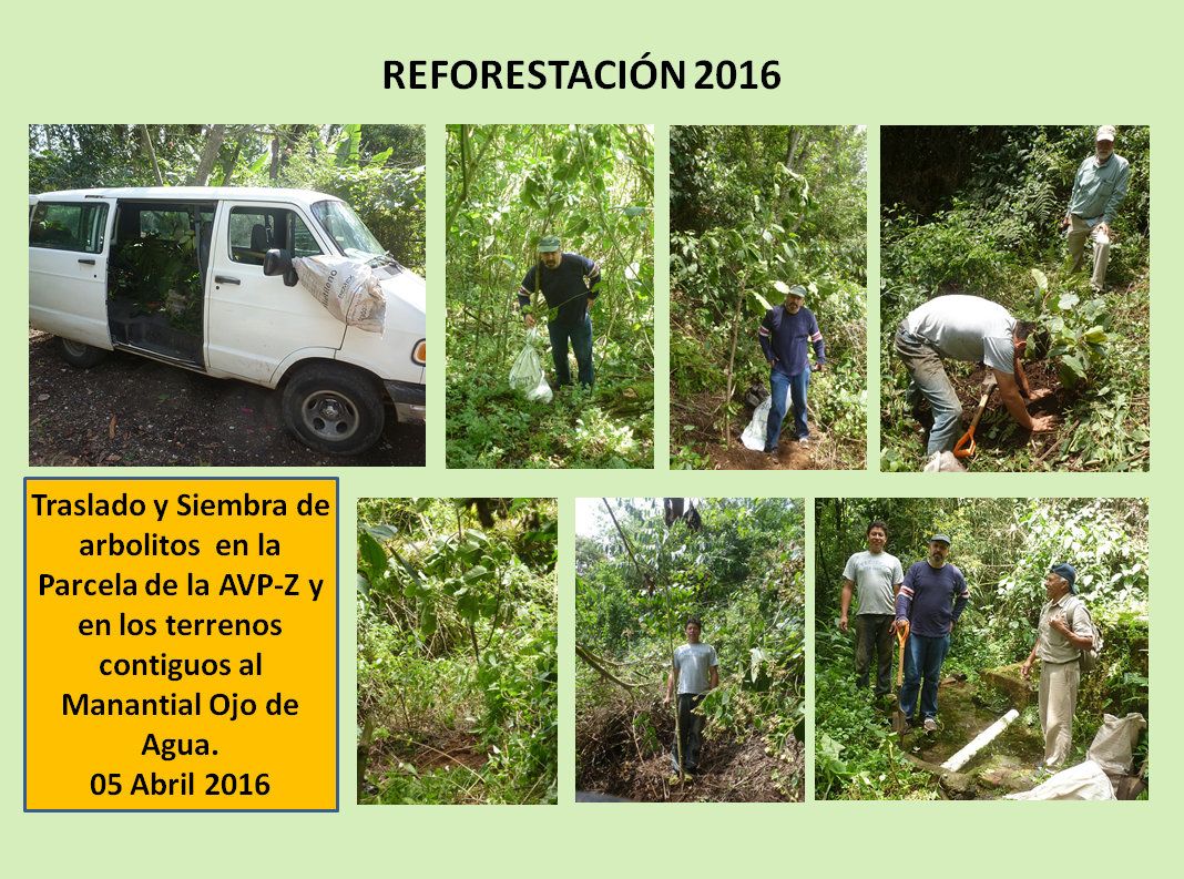 Reforestación 2016-2