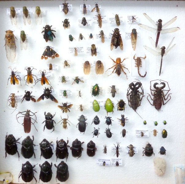 coleccion insectos 2
